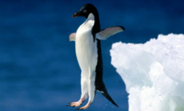 pinguino istanbul_r1