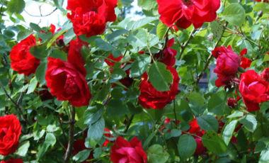 rose giardino_Freud_rotante