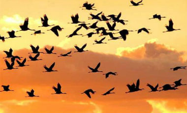 uccelli migratori